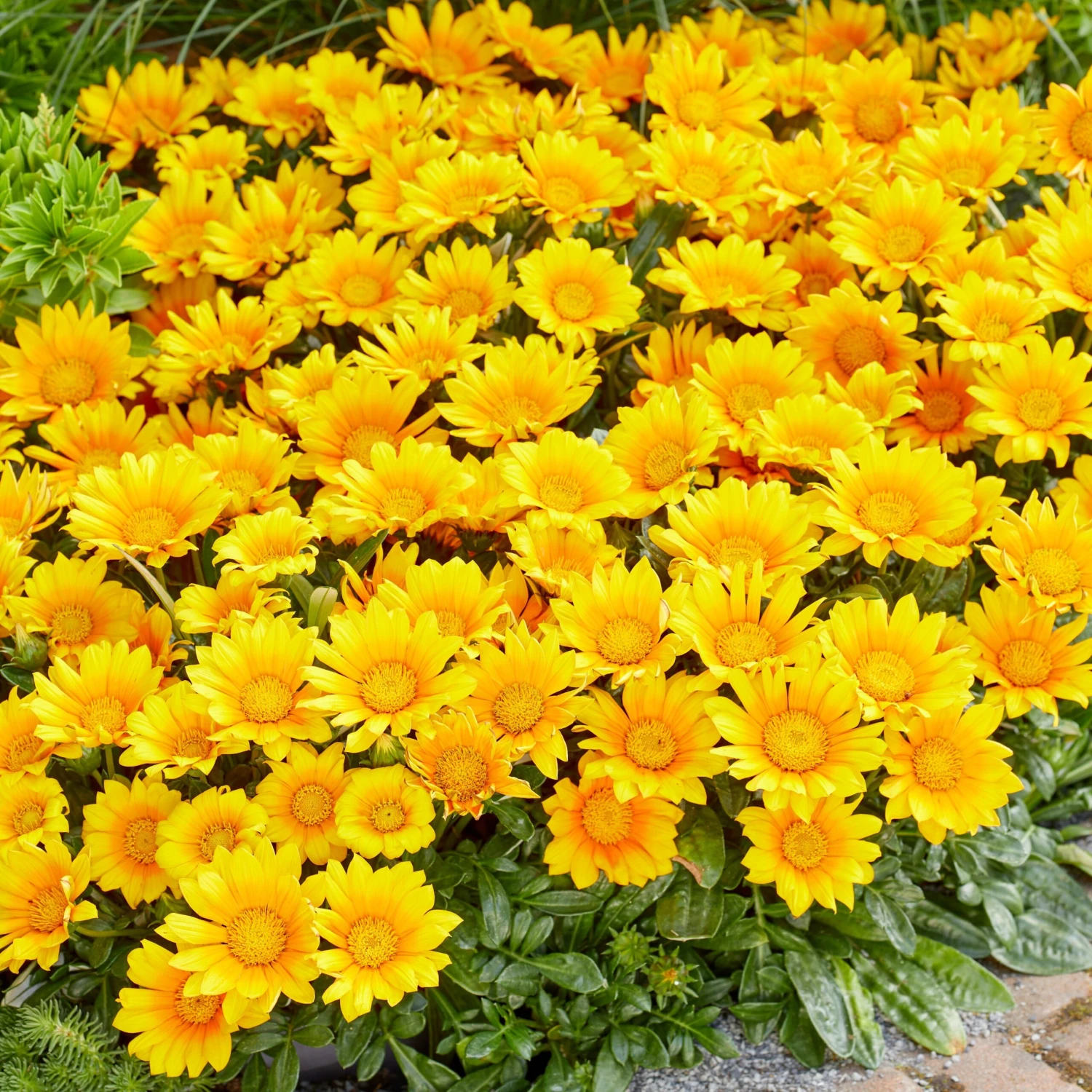3 Gazania Suncarpet® 6 3 Gazania Suncarpet® – Image 4