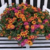 3 Lantana Passionfruit -France Fournitures De Jardin Soldes 2024 VDV 031550 1 1705329758920