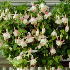 3 Fuchsias Résistants Au Gel Annabel 8 3 Fuchsias Résistants Au Gel Annabel -France Fournitures De Jardin Soldes 2024 VIS 001838 4 1706697753052