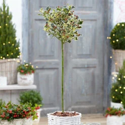 Houx Argenté Sur Tige