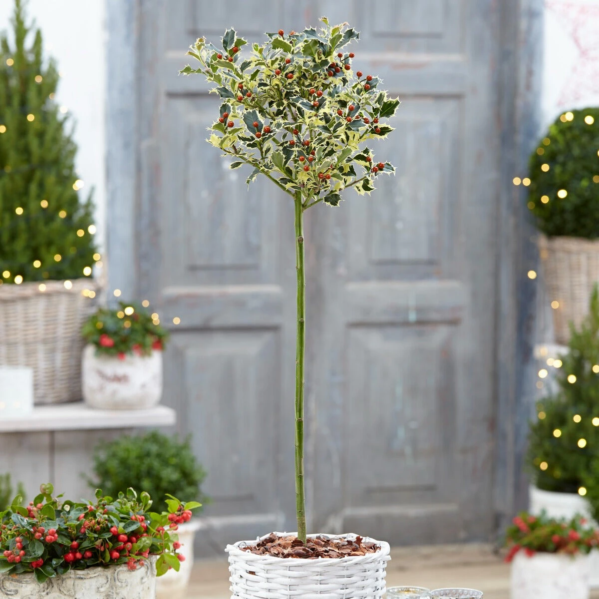 Houx Argenté Sur Tige 3 Houx Argenté Sur Tige