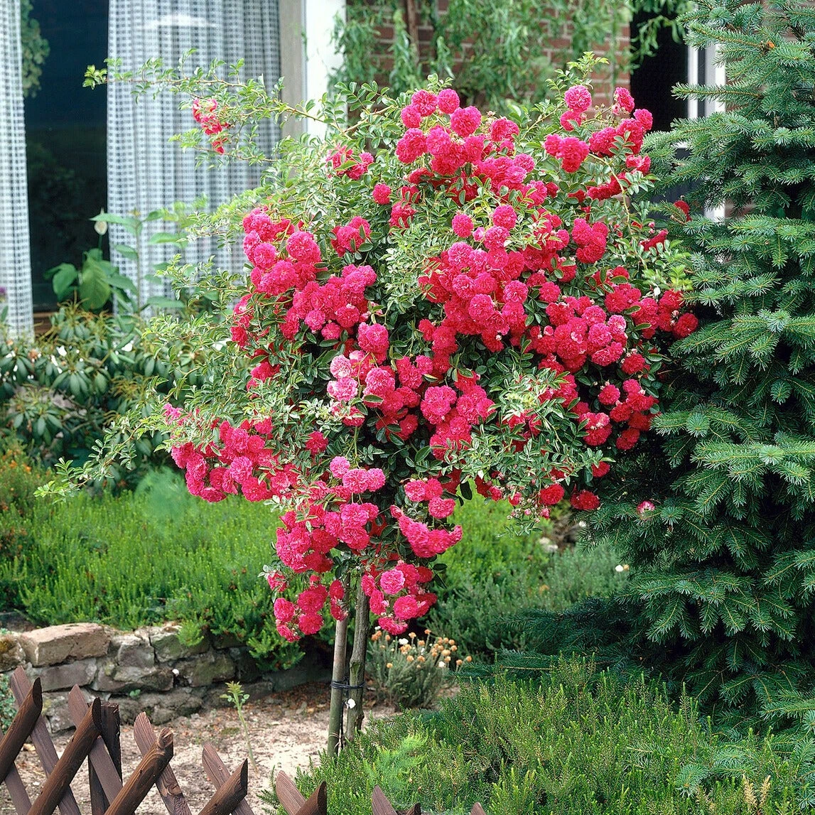 Rosier Pleureur Excelsa Sur Tige 4 Rosier Pleureur Excelsa Sur Tige – Image 2