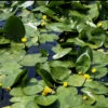 Nénuphar Commun 1 Nénuphar Commun -France Fournitures De Jardin Soldes 2024 VIS 027361 1 1699016949485