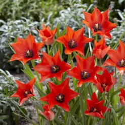 100 Bulbes De Fleurs 6 Mois De Fleurs En Mélange -France Fournitures De Jardin Soldes 2024 VIS 031436 10 1706797955783