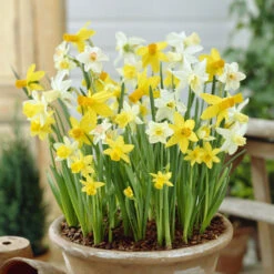 100 Bulbes De Fleurs 6 Mois De Fleurs En Mélange -France Fournitures De Jardin Soldes 2024 VIS 031436 9 1706797950431