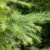 Mélèze Du Japon 1 Mélèze Du Japon -France Fournitures De Jardin Soldes 2024 VIS 103183 1 1700831379345