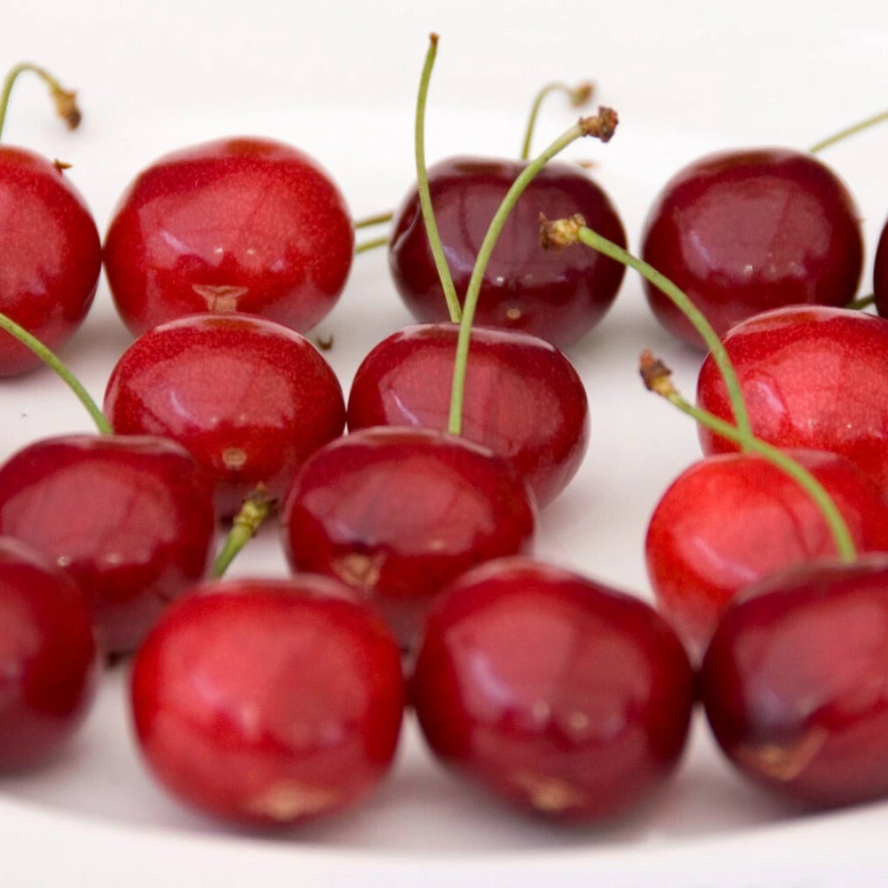 Cerisier Sunburst 5 Cerisier Sunburst – Image 3