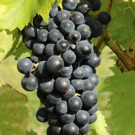 Vigne Muscat Bleu 3 Vigne Muscat Bleu