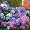 Hortensia Tricolore 2 Hortensia Tricolore -France Fournitures De Jardin Soldes 2024 WIL 017749 1 BAK 1703154913658