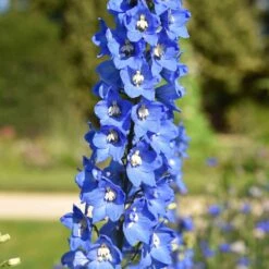 5 Delphiniums Ciel Bleu