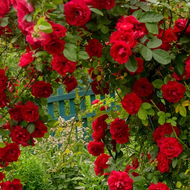 Rosier Grimpant Musimara 4 Rosier Grimpant Musimara – Image 2