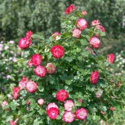 Rosier Buisson Double Delight 10 Rosier Buisson Double Delight -France Fournitures De Jardin Soldes 2024 ado 100363 1 BK 1704450043808