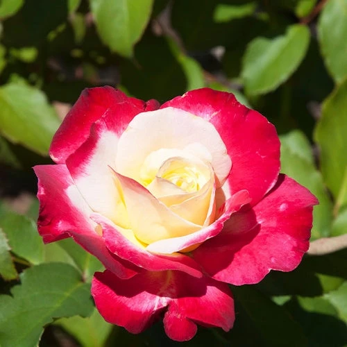 Rosier Buisson Double Delight 5 Rosier Buisson Double Delight – Image 3