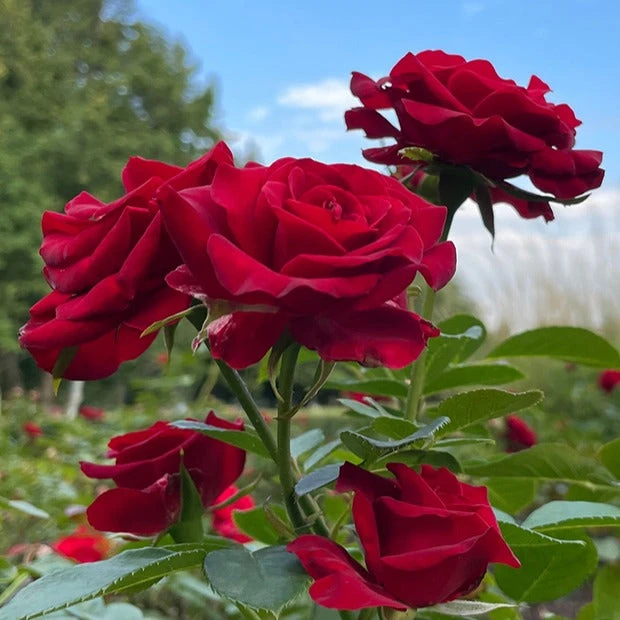 Rosier Buisson Barkarole 4 Rosier Buisson Barkarole – Image 2