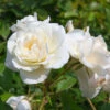 Rosier White Symphony 1 Rosier White Symphony -France Fournitures De Jardin Soldes 2024 ado 100381 2