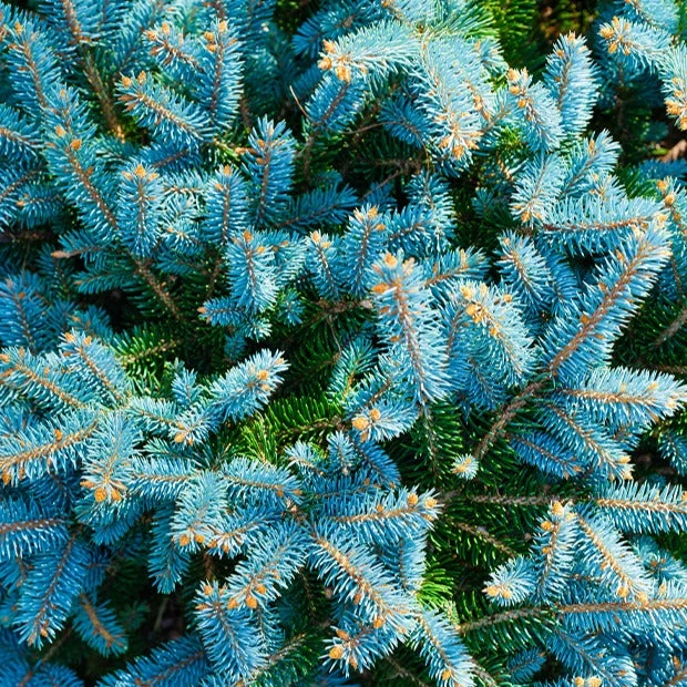 Sapin Bleu 4 Sapin Bleu – Image 2