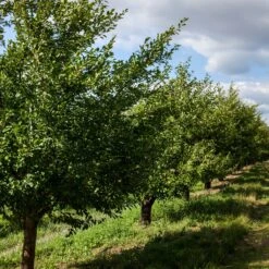 Prunier Président -France Fournitures De Jardin Soldes 2024 ado 100593 6
