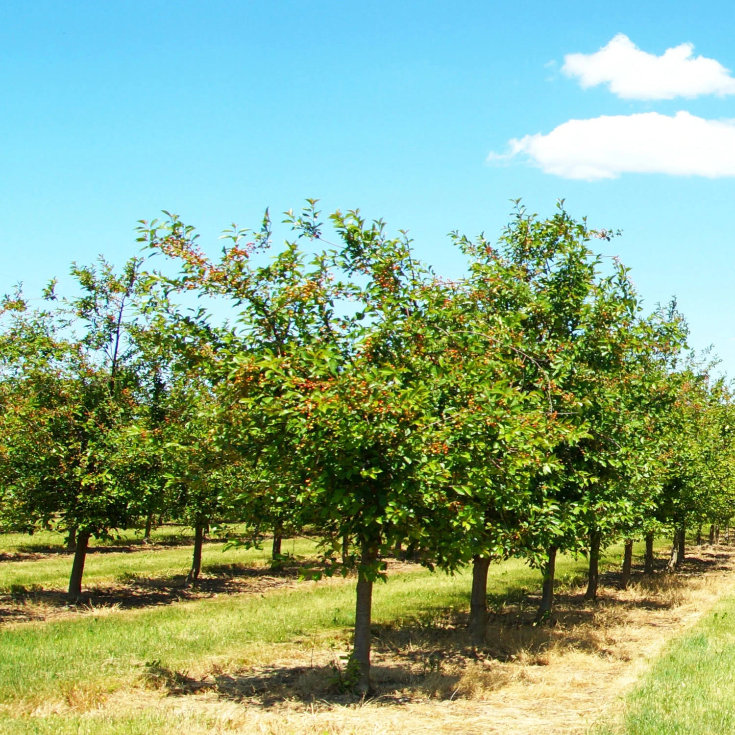Cerisier Bigarreau Summit 6 Cerisier Bigarreau Summit – Image 4
