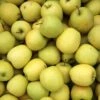 Pommier Golden Delicious 1 Pommier Golden Delicious -France Fournitures De Jardin Soldes 2024 ado 100600 8 1700232851888