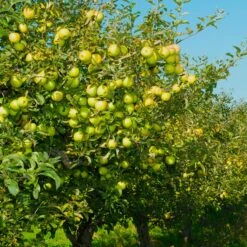 Pommier Golden Delicious -France Fournitures De Jardin Soldes 2024 ado 100600 9 1700232882002