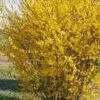 Forsythia Marée D'Or ® -France Fournitures De Jardin Soldes 2024 ado 103252 1 1705588210127