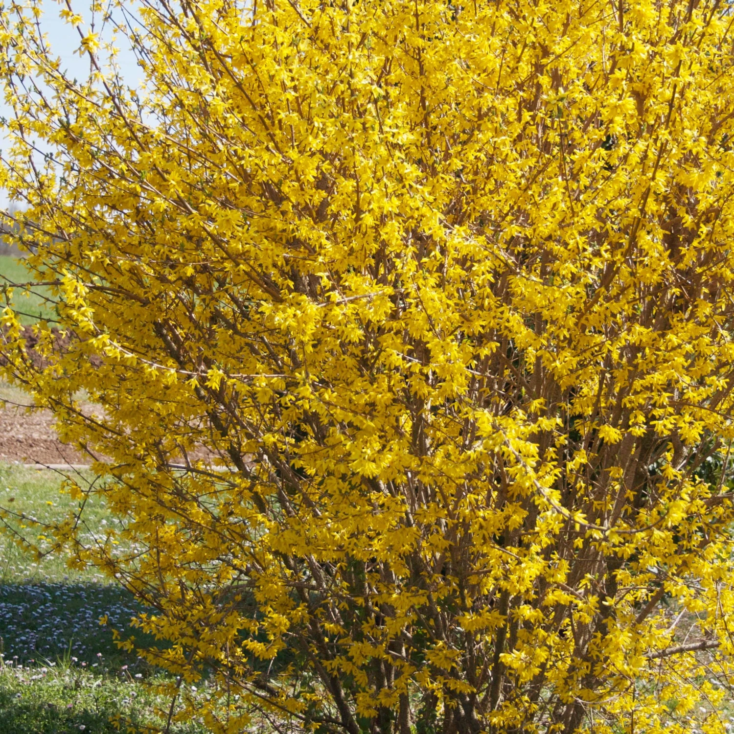 Forsythia Marée D'Or ® 3 Forsythia Marée D'Or ®