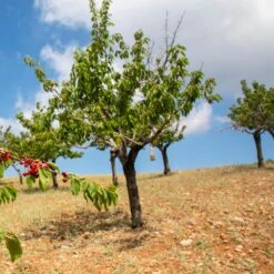 Cerisier Coeur De Pigeon -France Fournitures De Jardin Soldes 2024 ado 103349 2