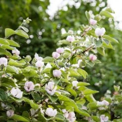 Cognassier -France Fournitures De Jardin Soldes 2024 ado 103361 1