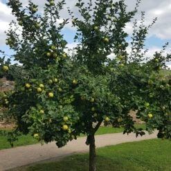 Cognassier -France Fournitures De Jardin Soldes 2024 ado 103361 2