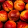Nectarine Flavor 2 Nectarine Flavor -France Fournitures De Jardin Soldes 2024 ado 103515 1