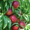Nectarine Big Top -France Fournitures De Jardin Soldes 2024 ado 103516 1
