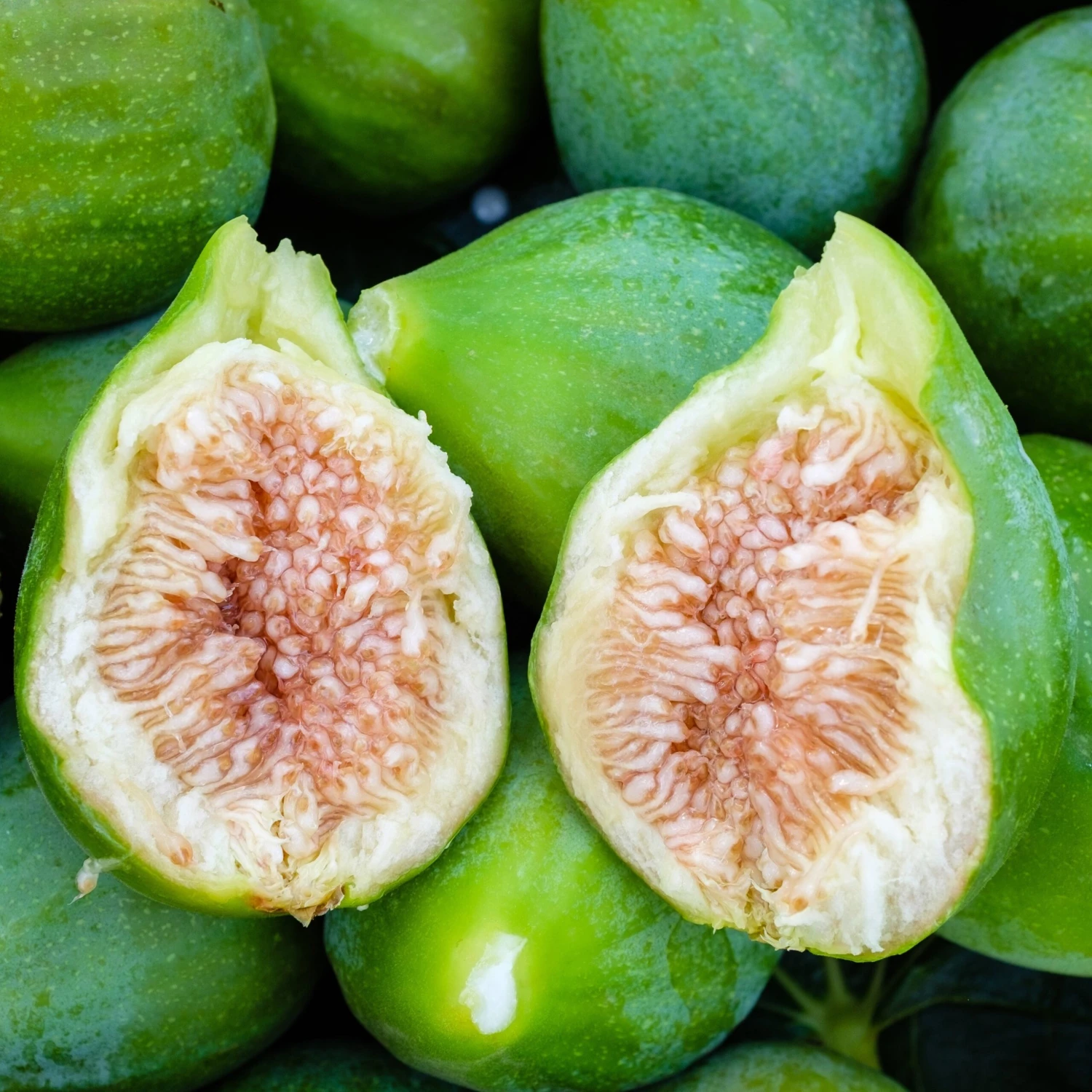 Figuier Fiorone 4 Figuier Fiorone – Image 2