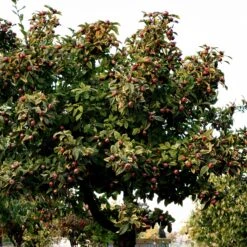 Néflier -France Fournitures De Jardin Soldes 2024 ado 103519 2