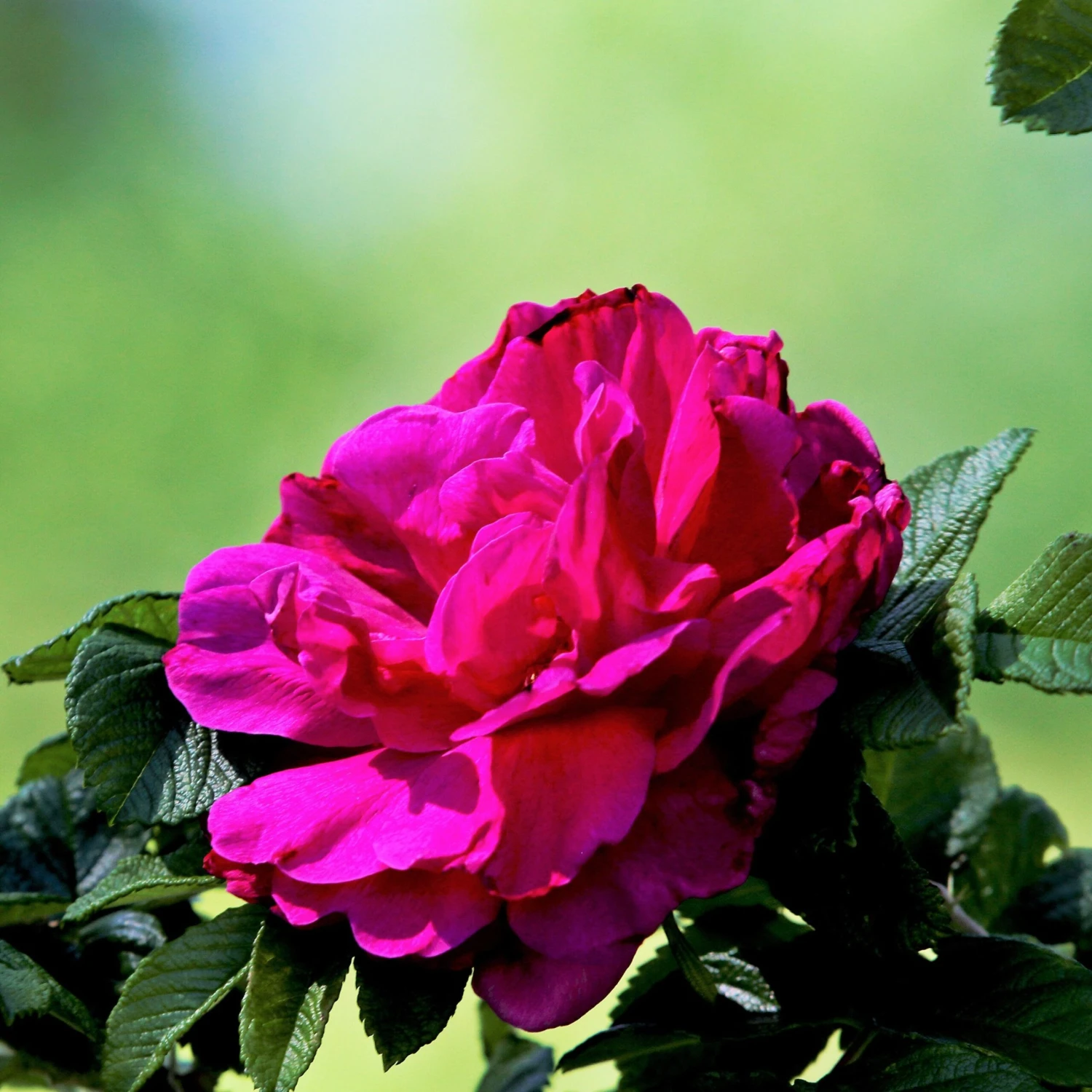 Rosier Hansa 3 Rosier Hansa