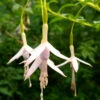 Fuchsia De Magellan Sharpitor 2 Fuchsia De Magellan Sharpitor -France Fournitures De Jardin Soldes 2024 ado 103544 1