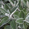 Senecio Compacta Drysdale 1 Senecio Compacta Drysdale -France Fournitures De Jardin Soldes 2024 ado 103559 1