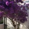 Bougainvillier Rustique Violet De Mèze -France Fournitures De Jardin Soldes 2024 ado 103568 3
