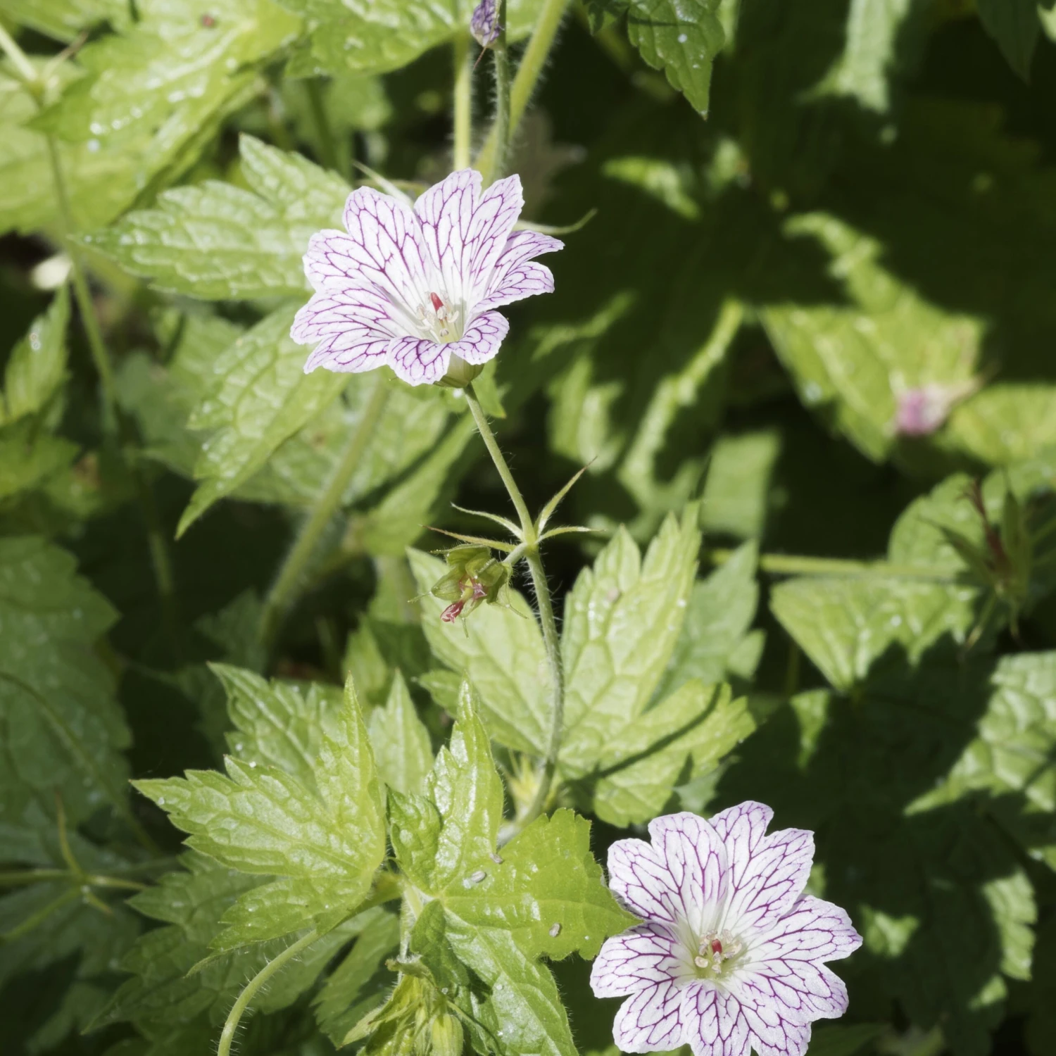 9 Géraniums Vivaces En Mélange 4 9 Géraniums Vivaces En Mélange – Image 2