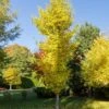 Ginkgo Biloba Blagon - Arbre Aux 40 écus 2 Ginkgo Biloba Blagon - Arbre Aux 40 écus -France Fournitures De Jardin Soldes 2024 ado 103821 2