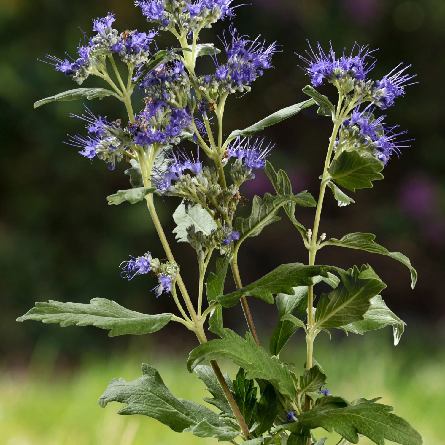 Caryopteris Good As Gold 3 Caryopteris Good As Gold