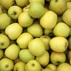Collection De Pommiers : Reine De Reinettes, Gala, Golden Delicious -France Fournitures De Jardin Soldes 2024 ado 104650 3