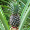 Ananas 1 Ananas -France Fournitures De Jardin Soldes 2024 ado 105952 1