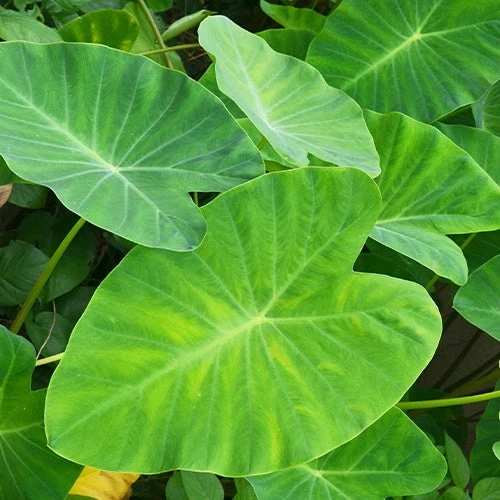 Colocasia Esculenta 'Pink China' - Oreille D'éléphant 3 Colocasia Esculenta 'Pink China' - Oreille D'éléphant