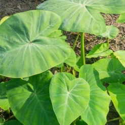 Colocasia Esculenta 'Pink China' - Oreille D'éléphant 5 Colocasia Esculenta 'Pink China' - Oreille D'éléphant -France Fournitures De Jardin Soldes 2024 ado 107113 2