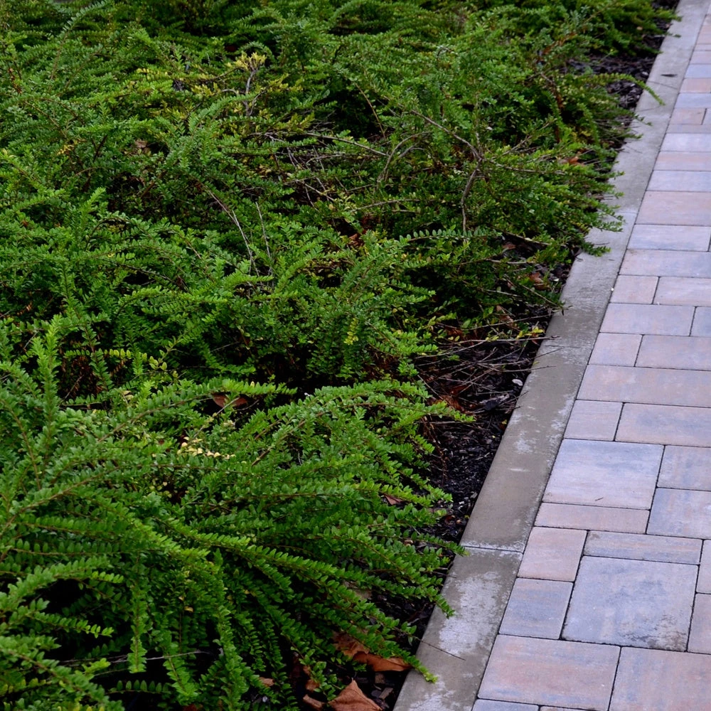 Chèvrefeuille à Feuilles De Buis 4 Chèvrefeuille à Feuilles De Buis – Image 2