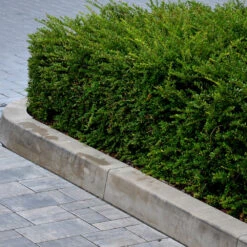 Chèvrefeuille à Feuilles De Buis 7 Chèvrefeuille à Feuilles De Buis -France Fournitures De Jardin Soldes 2024 ado 111559 3