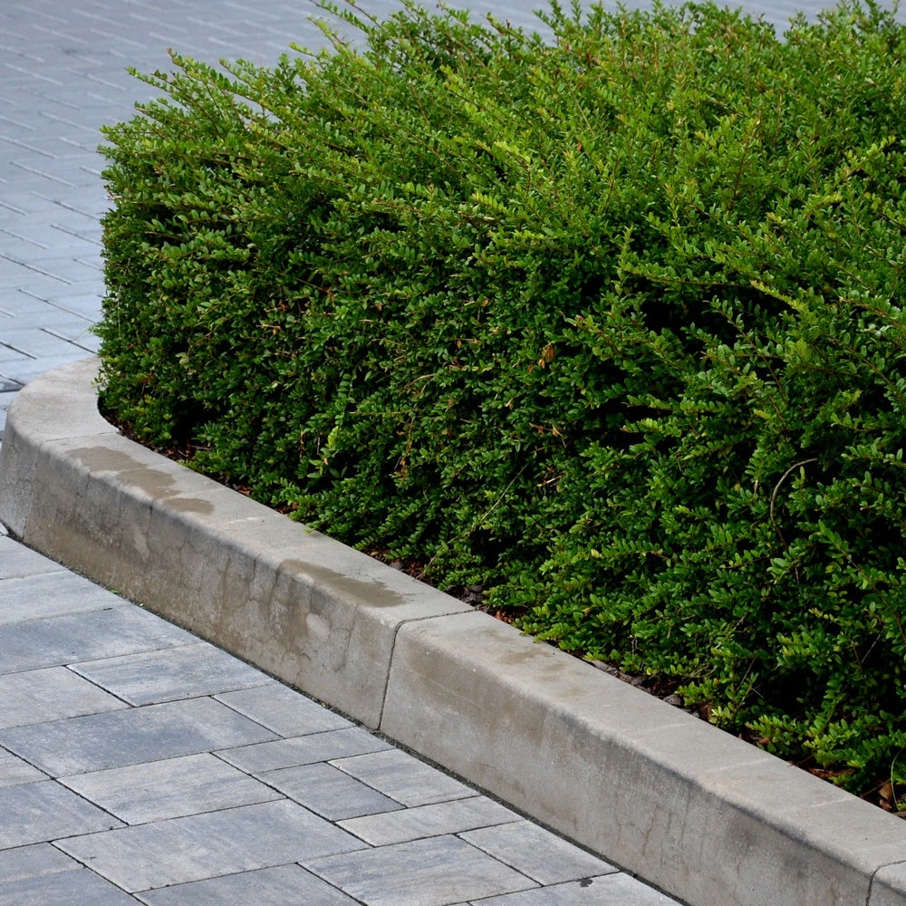 Chèvrefeuille à Feuilles De Buis 5 Chèvrefeuille à Feuilles De Buis – Image 3