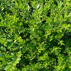 Chèvrefeuille à Cupule