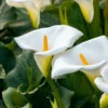 Arum Blanc - Calla -France Fournitures De Jardin Soldes 2024 ado 112289 4