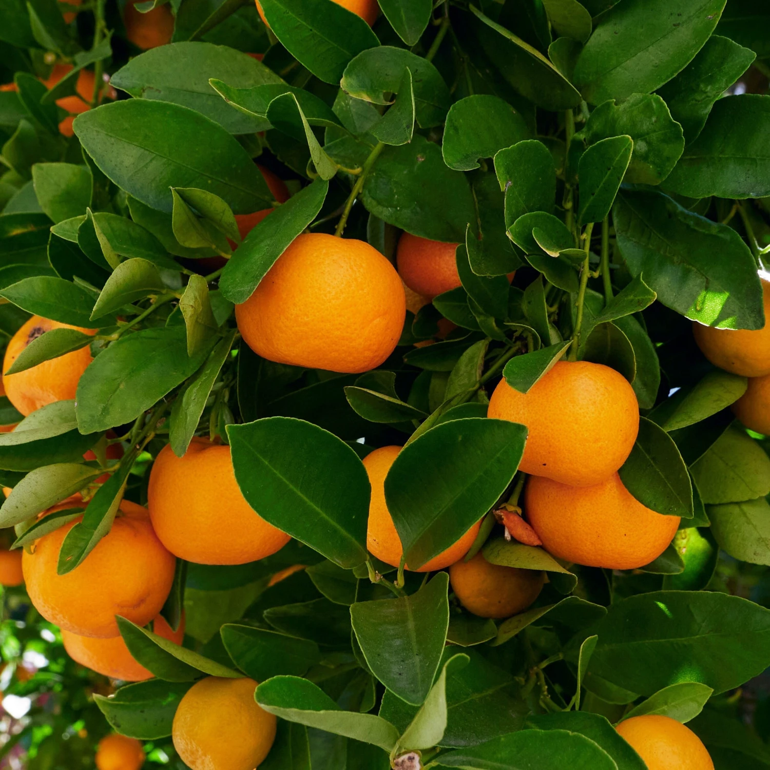 Calamondin 4 Calamondin – Image 2
